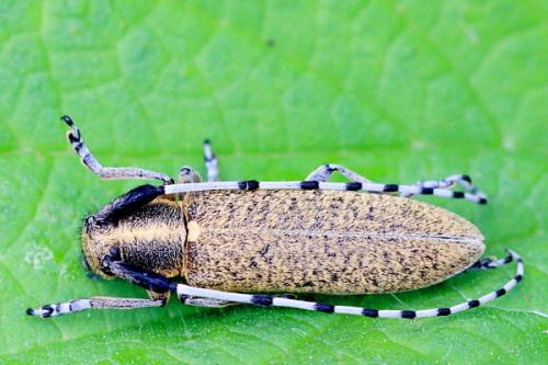 Agapanthia villosoviridescens