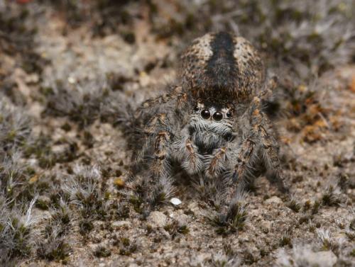 Philaeus chrysops