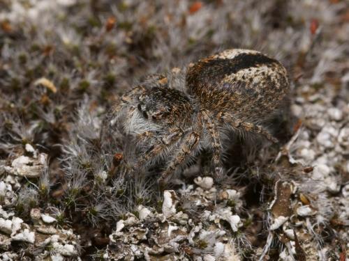 Philaeus chrysops