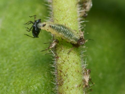 Scaeva pyrastri