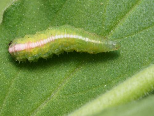 Scaeva pyrastri