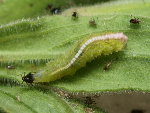 Réf. 85 443 : Scaeva pyrastri