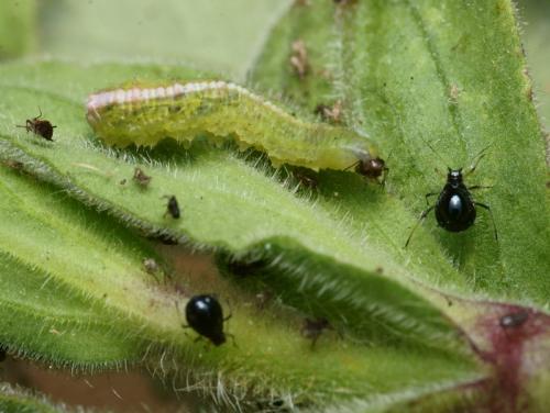 Scaeva pyrastri
