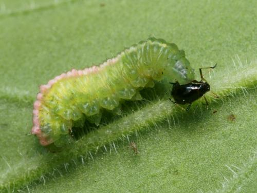 Scaeva pyrastri