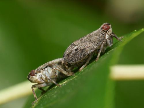 Issus coleoptratus