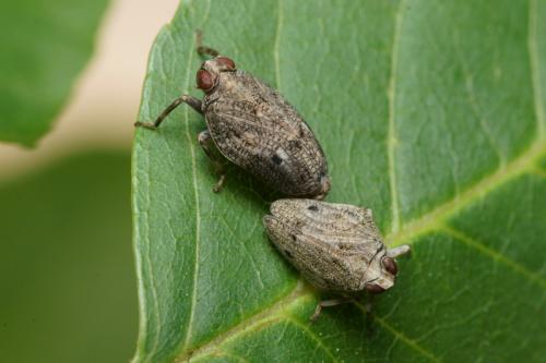 Issus coleoptratus