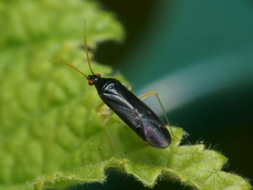 Phylus coryli