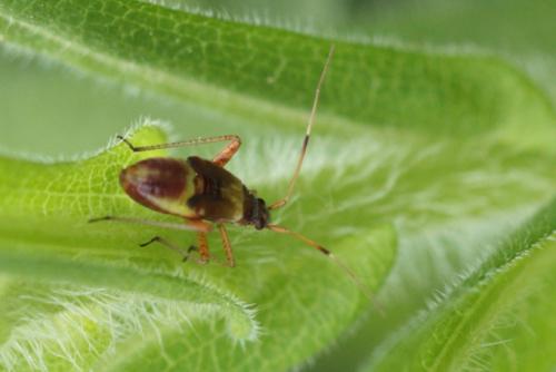Closterotomus fulvomaculatus