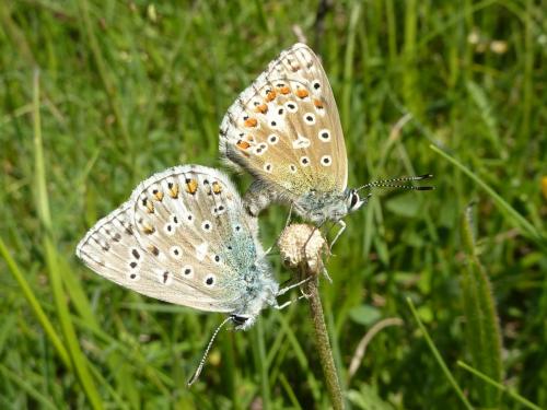 Polyommatus bellargus