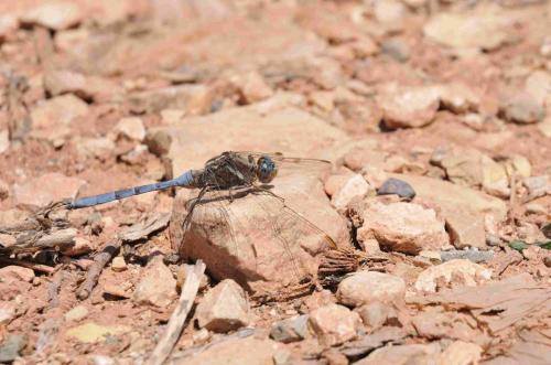 Réf. 85 920 : Orthetrum chrysostigma