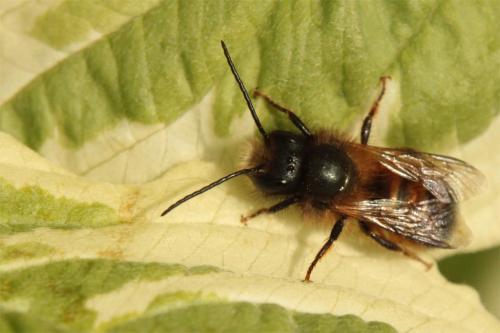 Réf. 85 902 : Osmia bicornis