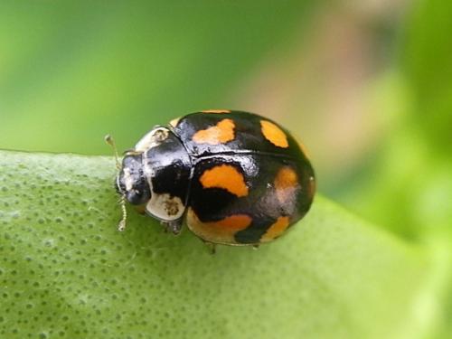 Réf. 85 559 : Adalia decempunctata