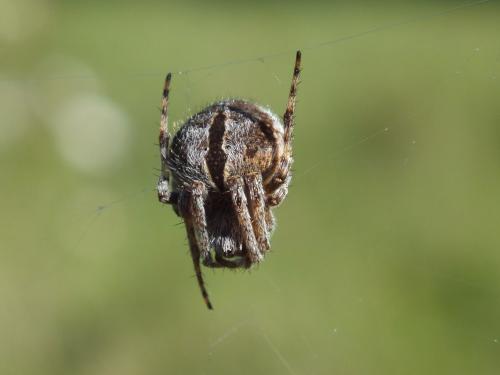 Agalenatea redii