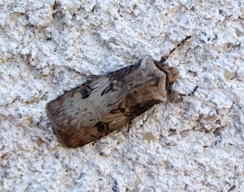 Agrotis puta