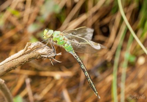 Anax imperator