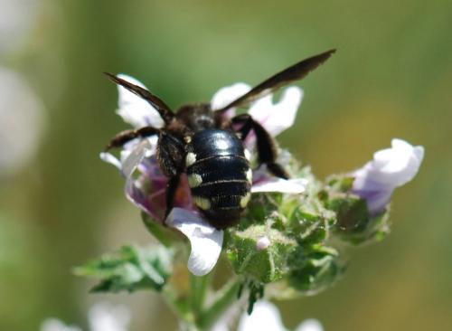 Réf. 85 832 : Andrena albopunctata