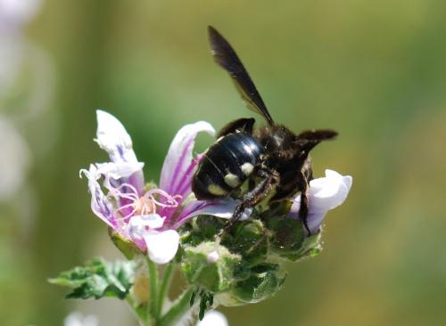 Réf. 85 833 : Andrena albopunctata