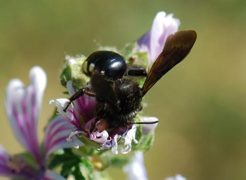 Réf. 85 834 : Andrena albopunctata