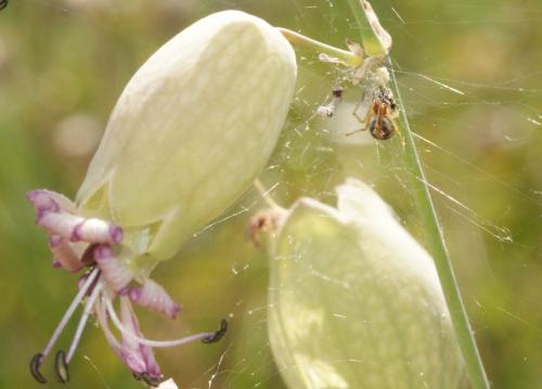 Theridion pictum