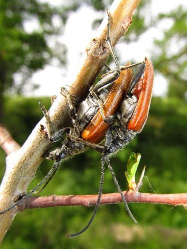 Réf. 85 333 : Anisorus quercus