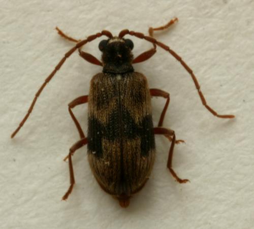 Ptinus italicus