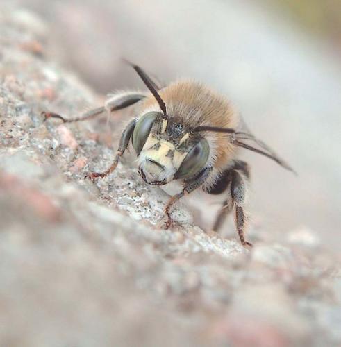 Réf. 85 512 : Anthophora quadrimaculata