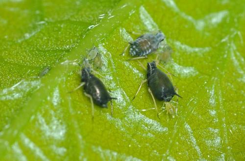 Réf. 85 275 : Aphis gossypii