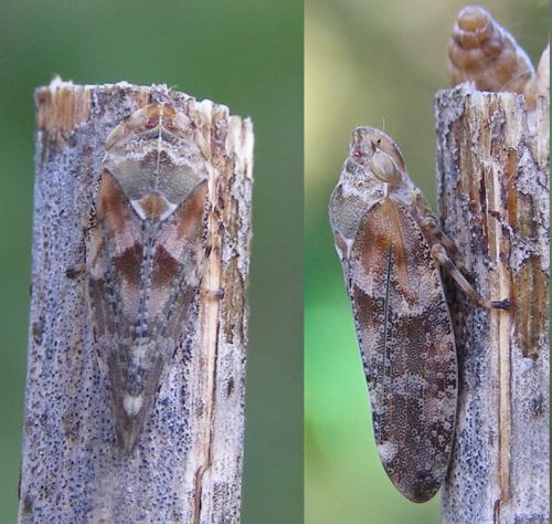 Réf. 85 962 : Aphrophora corticea