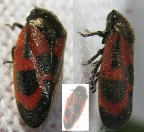 Haematoloma dorsata