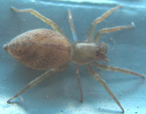 Clubiona sp.
