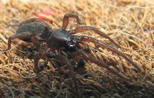 Réf. 85 911 : Haplodrassus sp.