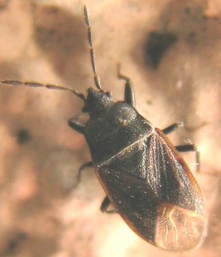 Drymus sylvaticus