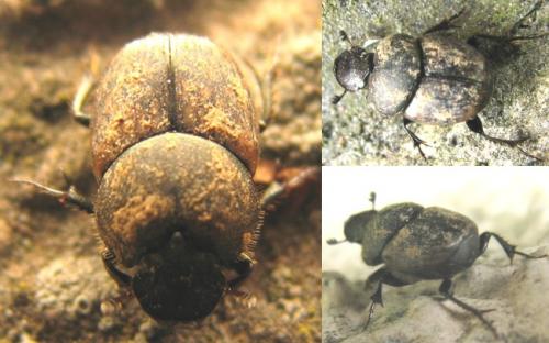 Onthophagus sp.