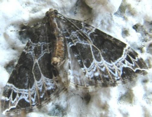 Réf. 85 083 : Ecliptopera silaceata