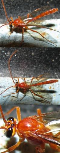 Ophion sp.