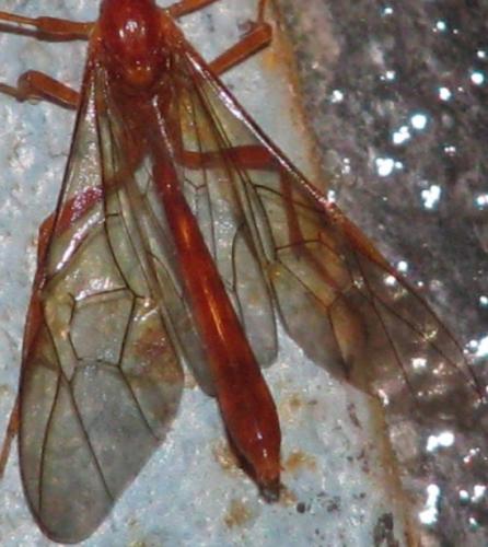 Ophion sp.
