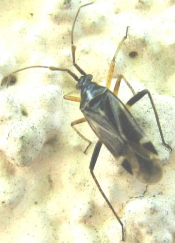 Harpocera thoracica
