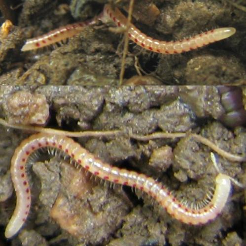 Blaniulus sp.