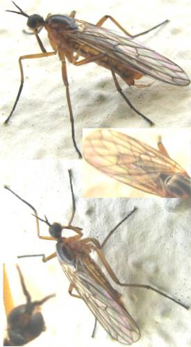 Empis sp.
