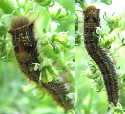 Euthrix potatoria