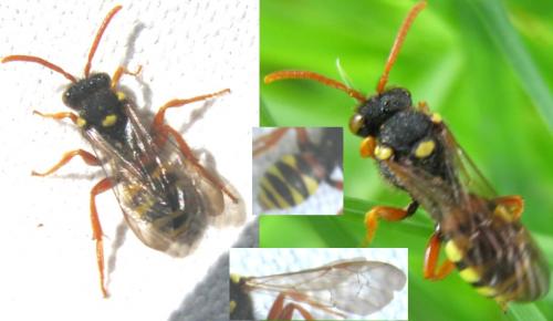 Nomada sp.
