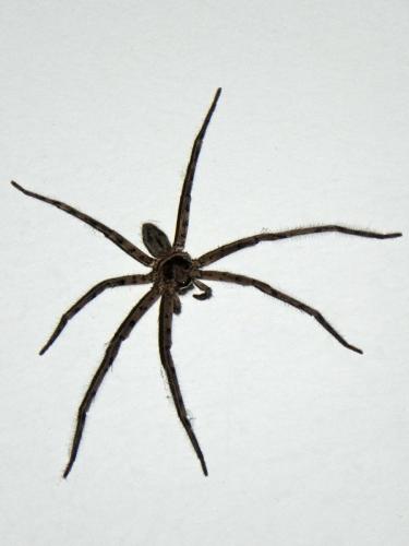 Heteropoda venatoria