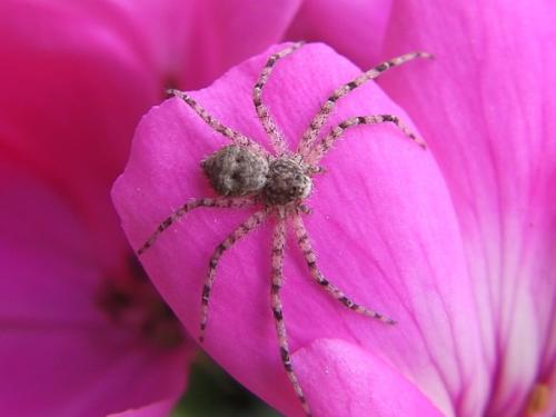 Réf. 85 657 : Philodromus sp.