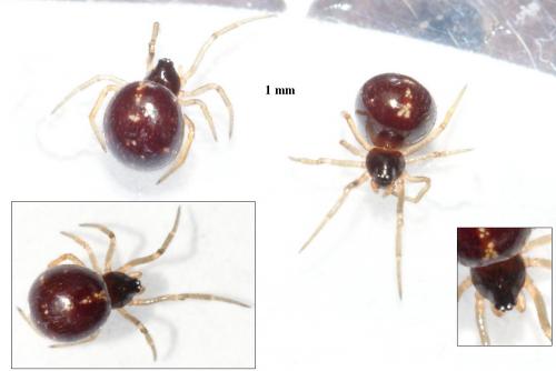 Crustulina sp.