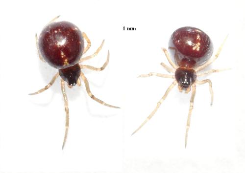 Crustulina sp.