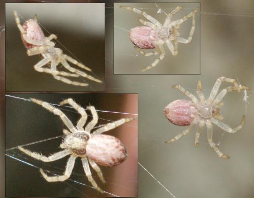 Réf. 85 565 : Philodromus sp.