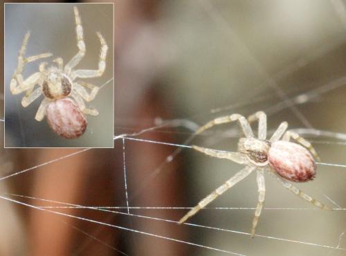 Réf. 85 564 : Philodromus sp.