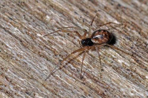 Réf. 85 702 : Tenuiphantes sp.