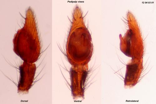 Micaria pulicaria