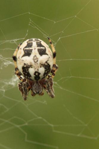 Larinioides cornutus